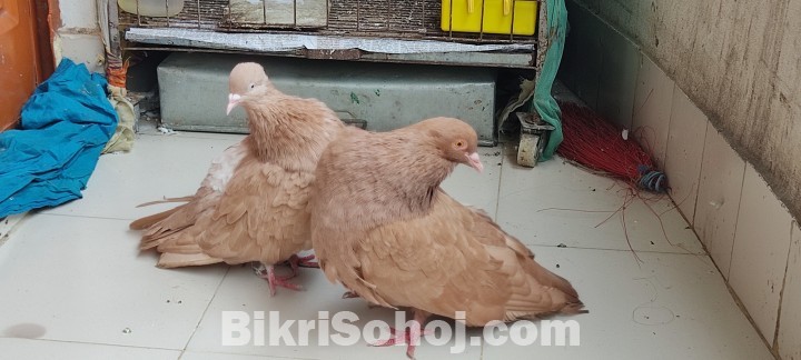 giant runt pigeons